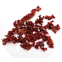 ensemble de feuilles rouges sur un fond blanc en cercle ensemble de feuilles rouges sur un fond blanc en cercle