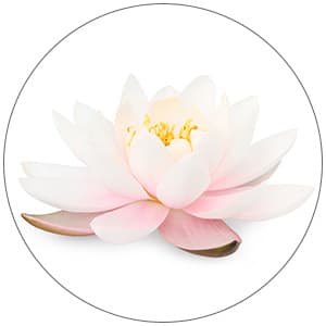 Fleur de lotus