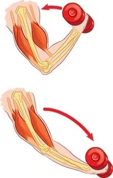 bras en train d'effectuer des biceps curls biceps et triceps en évidence