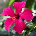 fleur rose avec plantes vertes autour - weightworld