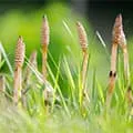 plantes rouges dans l'herbe - image de petit format