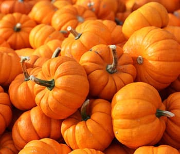 plusieurs citrouilles oranges en vrac pour halloween plusieurs citrouilles oranges en vrac pour halloween