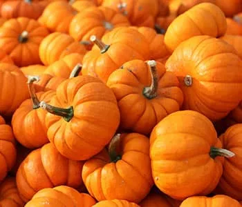 plusieurs citrouilles oranges en vrac pour halloween