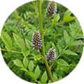 plantes vertes et fleur violette en cercle sur un fond blanc