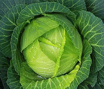 chou vert humide - légume idéal pour la perte de poids