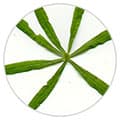 plante verte dans un cercle sur un fond blanc - weightworld
