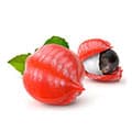 le guarana contient trois fois plus de caféine que le café ce qui aide à stimuler le métabolisme