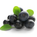 photo de baies d'açai qui sont bonnes pour l'anti-vieillissement et la perte de poids photo de baies d'açai qui sont bonnes pour l'anti-vieillissement et la perte de poids