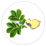 fruit et plante du konjac glucomannane sur fond blanc fruit et plante du konjac glucomannane sur fond blanc