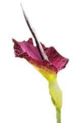 fleur violette et verte sur un fond blanc - WeightWorld