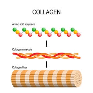 Le collagène expliqué - séquence d'acides aminés à la molécule de collagène et finalement fibres de collagène Le collagène expliqué - séquence d'acides aminés à la molécule de collagène et finalement fibres de collagène
