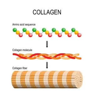 Le collagène expliqué - séquence d'acides aminés à la molécule de collagène et finalement fibres de collagène