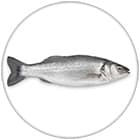 logo rond poisson de mer gris de petite taille sur fond blanc