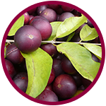 plusieurs raisins violets et des feuilles vertes entourées d'un cercle violet