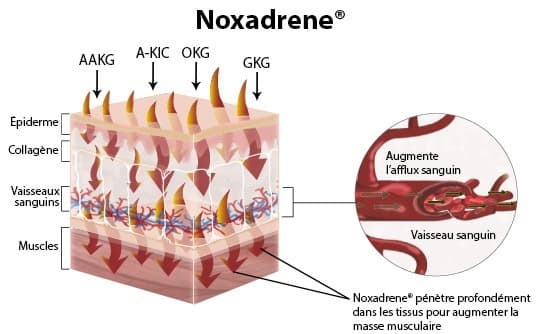 infographie presentant les effets de noxadrene sur les muscles