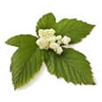 Cinq feuilles vertes avec une fleur blanche au centre. Le fond est blanc Cinq feuilles vertes avec une fleur blanche au centre. Le fond est blanc