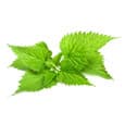 Ortie vert clair laisse une ortie. Le fond est blanc Ortie vert clair laisse une ortie. Le fond est blanc