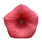 Hoodia gordonii fleur rose poussant sur un cactus - WeightWorld
