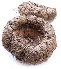 fruit de konjac glucomannane sur un fond blanc par weightworld fruit de konjac glucomannane sur un fond blanc par weightworld