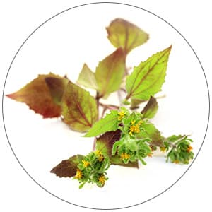 Extraits de Siegesbeckia Orientalis