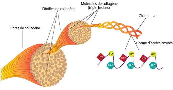 fibres de collagene avec molecules sur un fond blanc