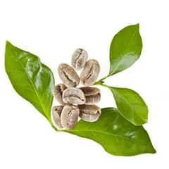 grains de café vert avec des feuilles vertes - WeightWorld