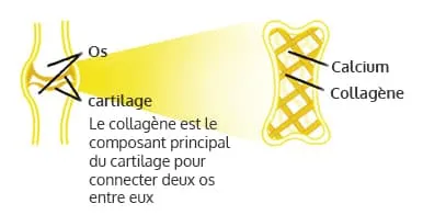 image presentant les os et le cartilage en jaune sur un fond blanc