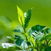 plusieurs plantes vertes sur un fond vert - WeightWorld