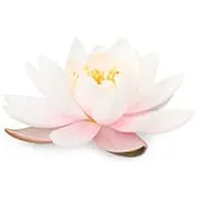 une fleur de lotus rose sur un fond blanc petit format