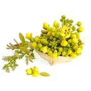 plante jaune et verte dans un panier sur un fond blanc