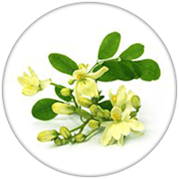 moringa