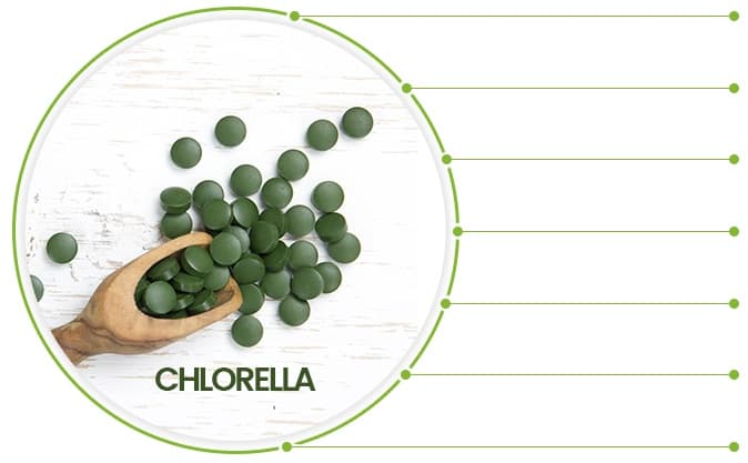 Infographie sur la chlorella. Au milieu d'un cercle est une cuillère en bois avec des pilules vertes de chlorella