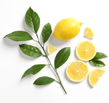 feuille de citronier et citrons découpés en morceaux sur un fond blanc