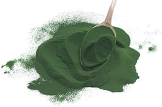 poudre de spiruline avec une cuillere en bois sur un fond blanc