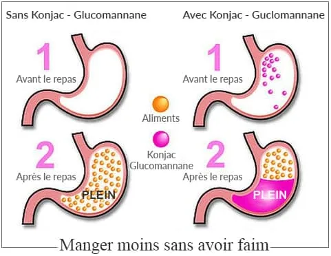 infographie montrant les effets du glucomannane sur l'appetit et l'estomac