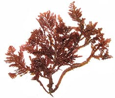 algues fucus rouges sur un fond blanc - ingredient minceur