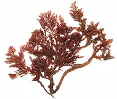 algues fucus rouges sur un fond blanc - ingredient minceur algues fucus rouges sur un fond blanc - ingredient minceur