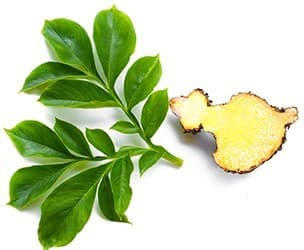 fruit de garcinia et fueille verte sur un ofond blanc