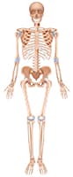 The role of bones