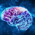 Boosts brain function Boosts brain function