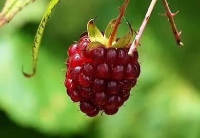 Cétone de framboise