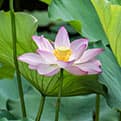 Feuille de Lotus