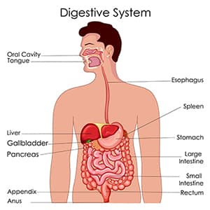 What is the digestive system? What is the digestive system?
