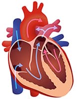 What does the heart do?