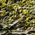 Extrait de Fucus Vesiculosus