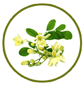 moringa