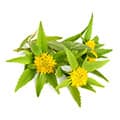 Herbal Extracts