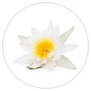 fleur de lotus fleur de lotus