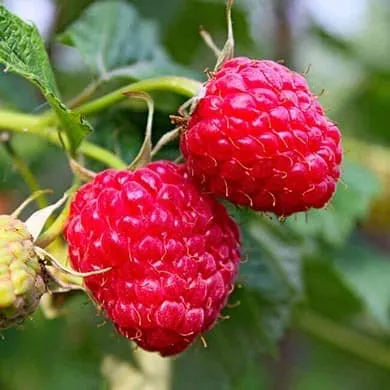 La cétone de framboise : brûleur de graisse naturel ?