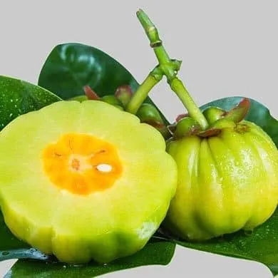 Garcinia Cambogia et ses effets sur l’organisme 